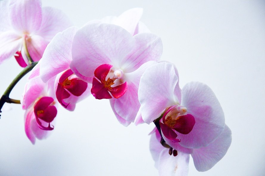 foto van roze bloemen